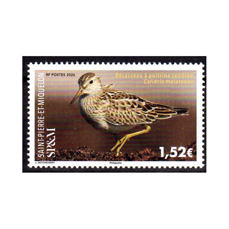 Timbre Saint-Pierre et Miquelon 2026 Bécasseau à poitrine cendrée